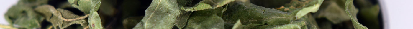 Natures Miracle Plants: Whitebrush, Sumac, and Passionflower