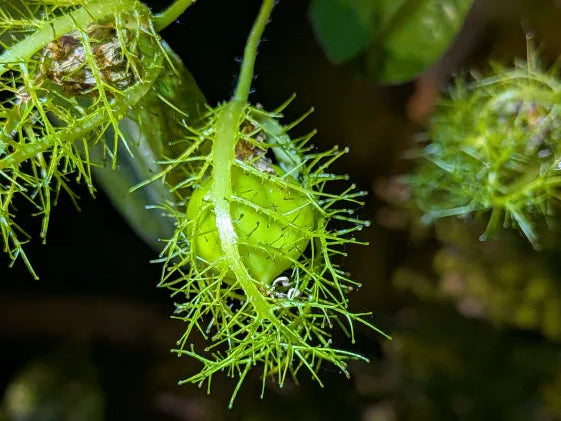 Passionflower immature fruit covered with trichome tipped bract