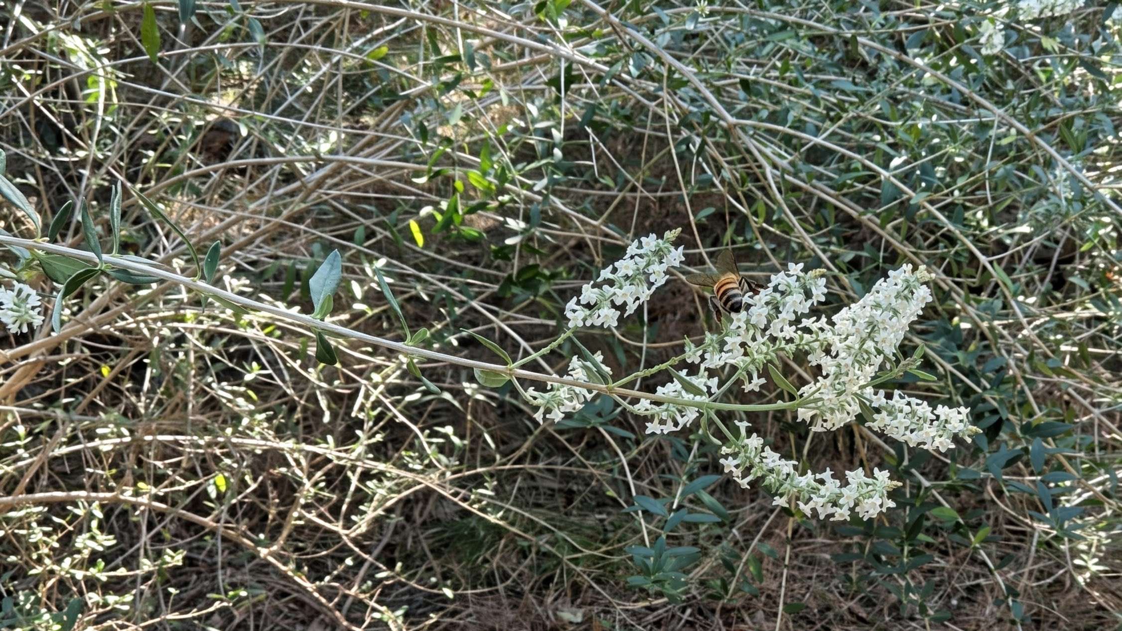 The Healing Shrub Nobody Talks About: Aloysia gratissima