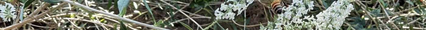 The Healing Shrub Nobody Talks About: Aloysia gratissima