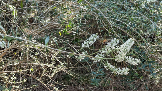 The Healing Shrub Nobody Talks About: Aloysia gratissima