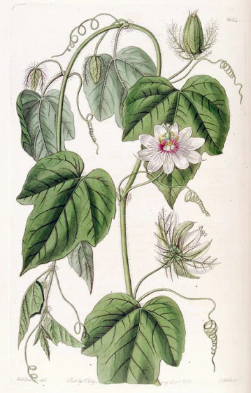 Corona de Cristo: The Passion Vine That Blooms with Sacred History