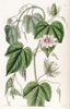 Corona de Cristo: The Passion Vine That Blooms with Sacred History