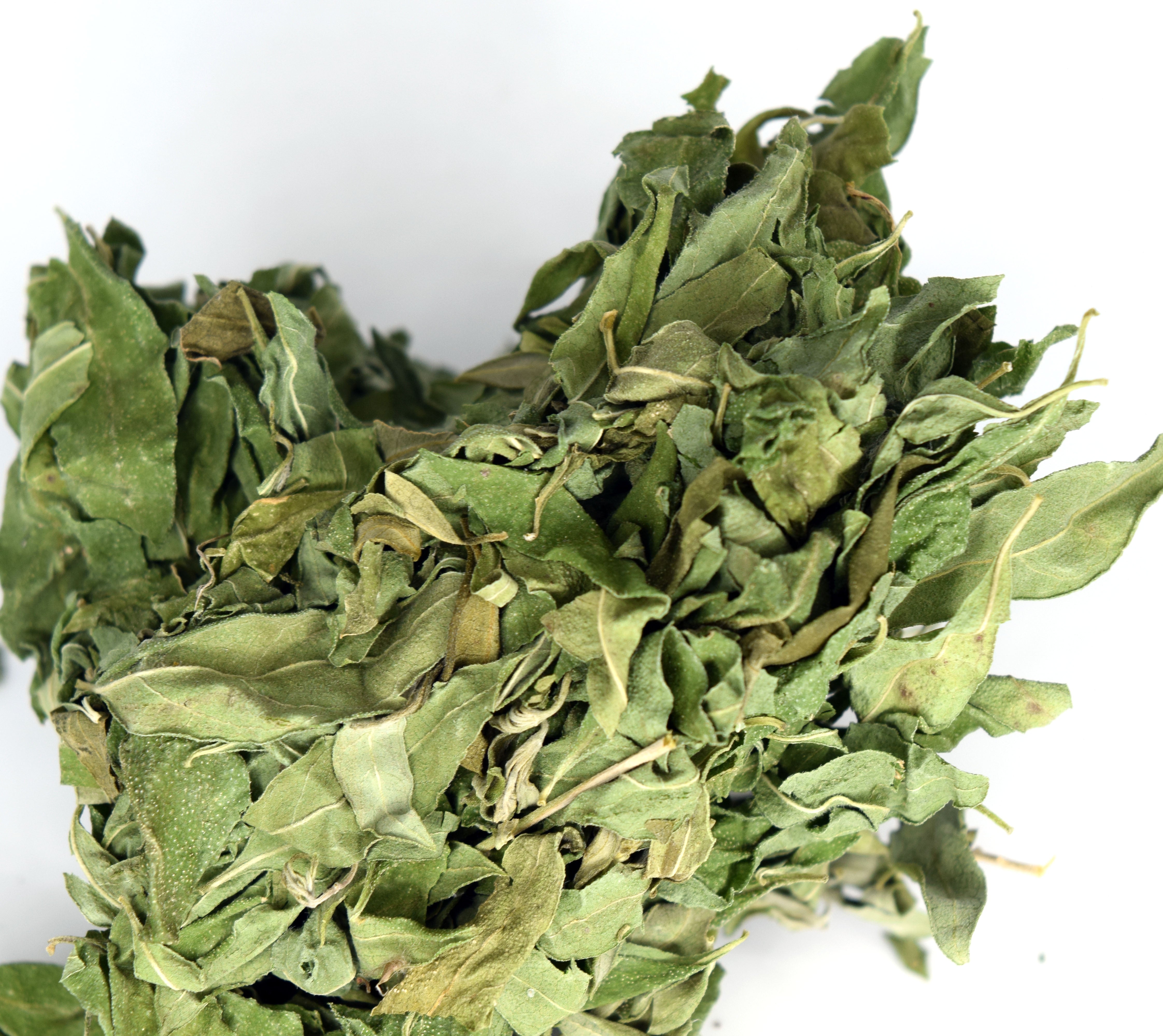 Exploring Aloysia gratissima