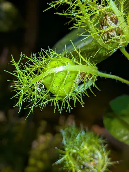 The Stinking Passionflower: Passiflora foetida and Its Global Healing Legacy