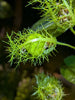 The Stinking Passionflower: Passiflora foetida and Its Global Healing Legacy
