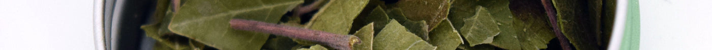 The Evergreen Sumac That Healed the Southwest: A History of Rhus virens