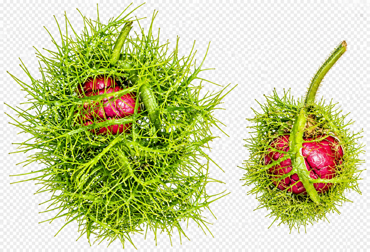 Two types of Passionflower fruit bracts.  Both tipped with glandular trichomes containing resin.