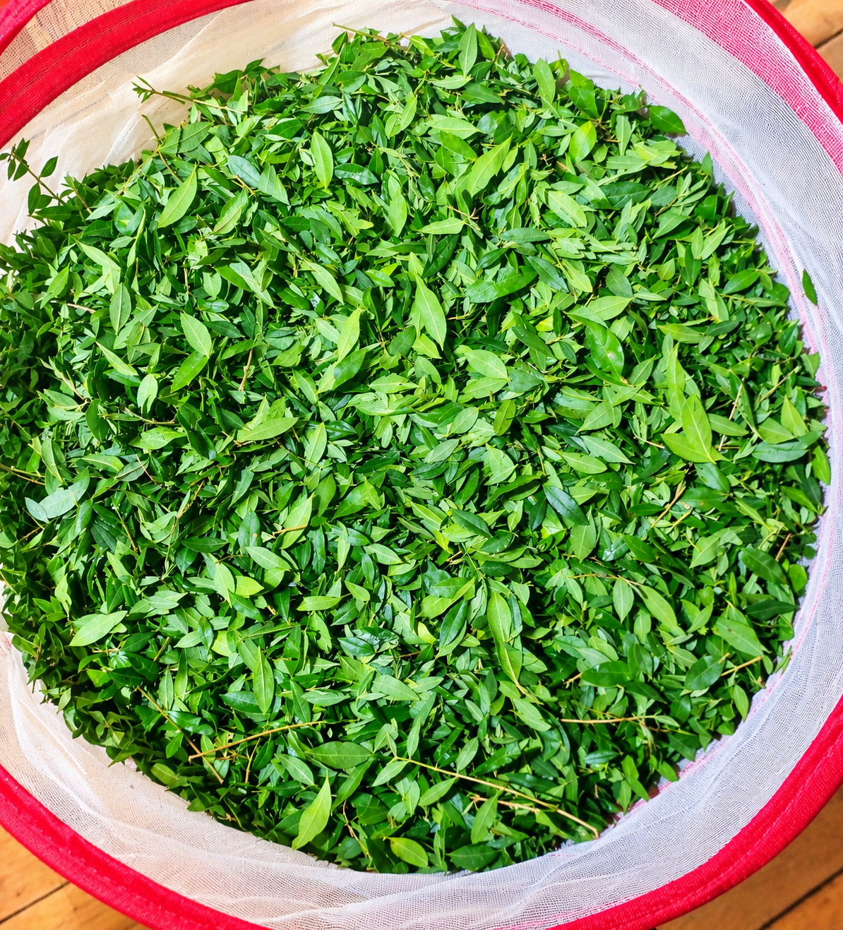 Fresh Whitebrush leaves before drying