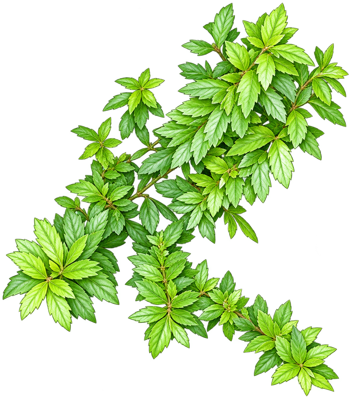 Illustration of early growth of Whitebrush leaves