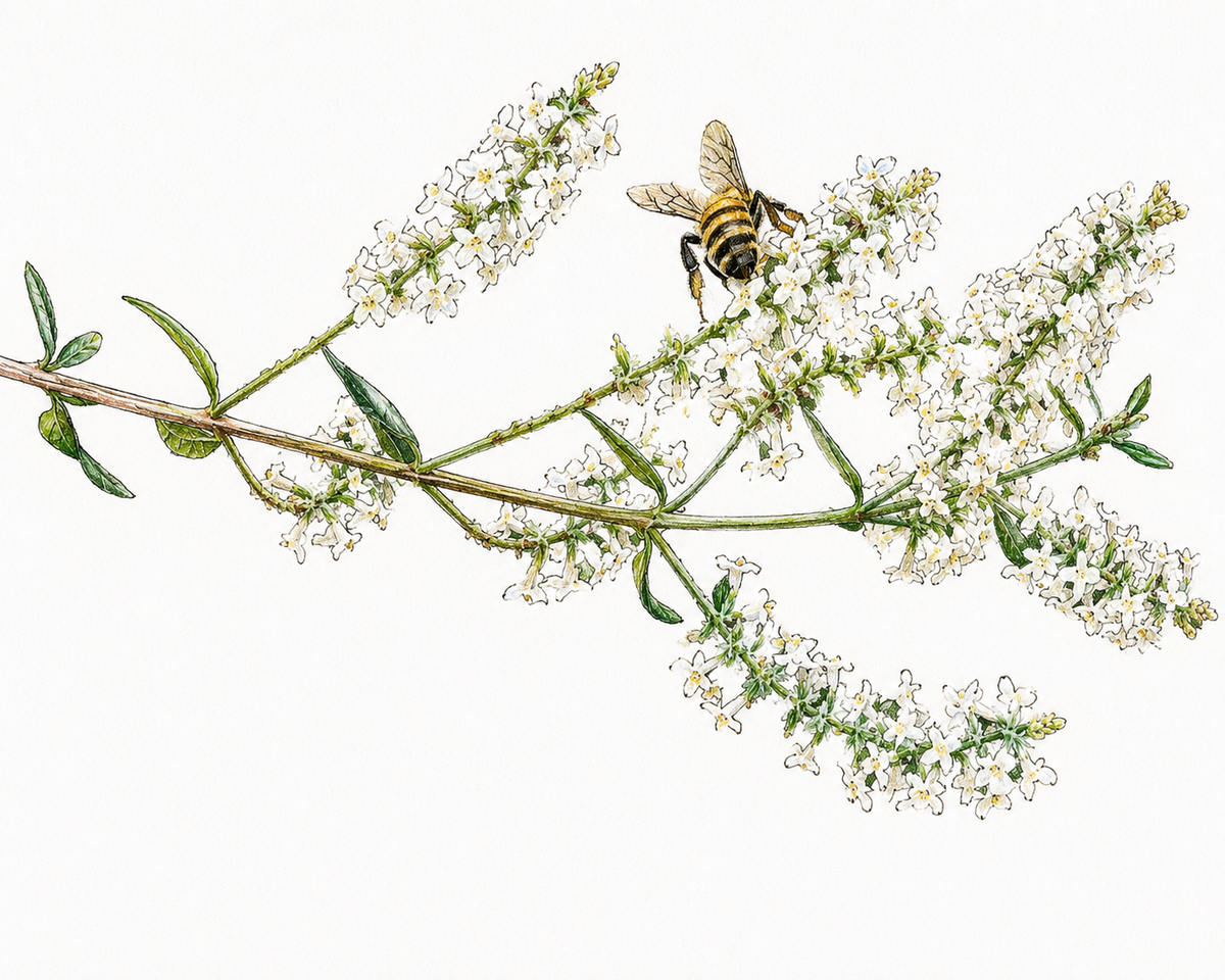 Whitebrush Botanical Capsules — Aloysia gratissima